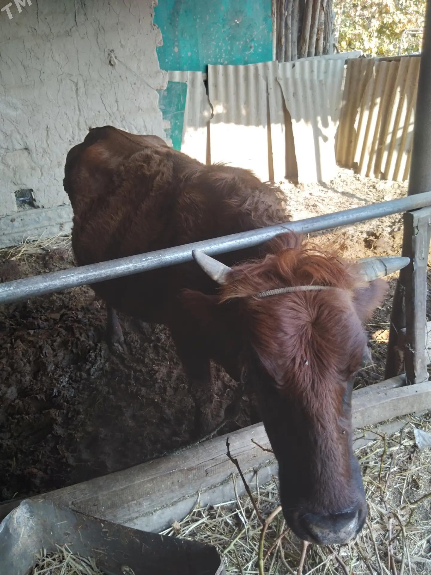 Gysyr sygyr. - Фарап - img 5