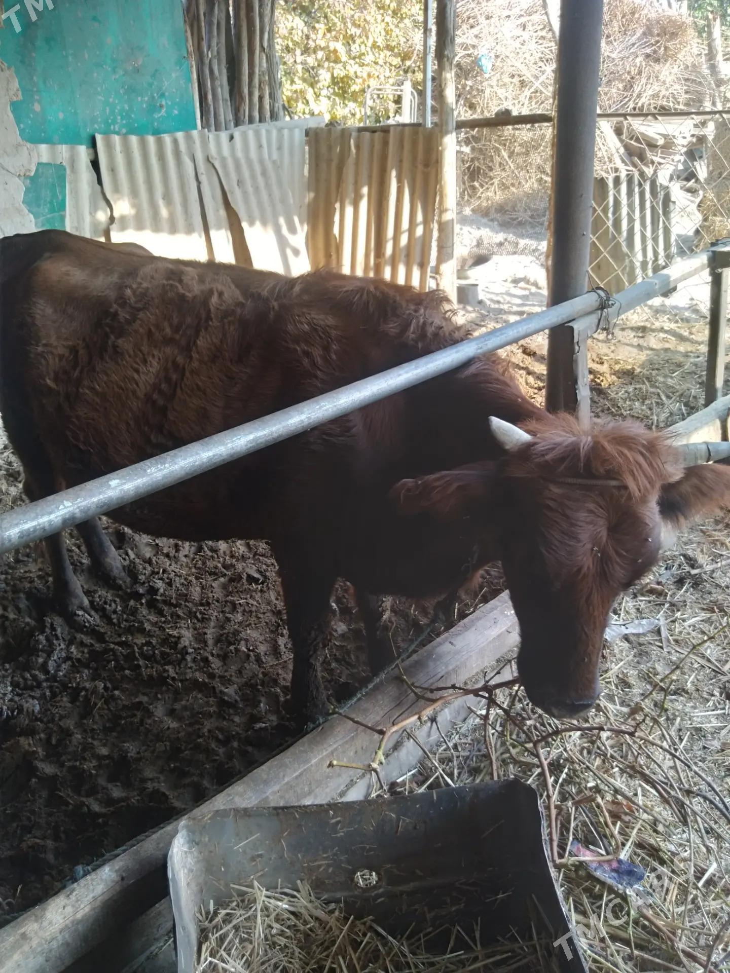 Gysyr sygyr. - Фарап - img 3