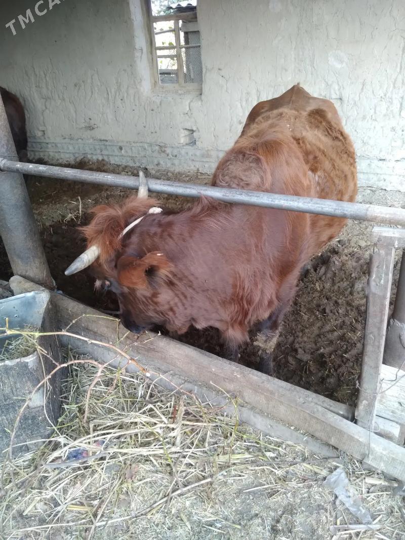 Gysyr sygyr. - Фарап - img 4