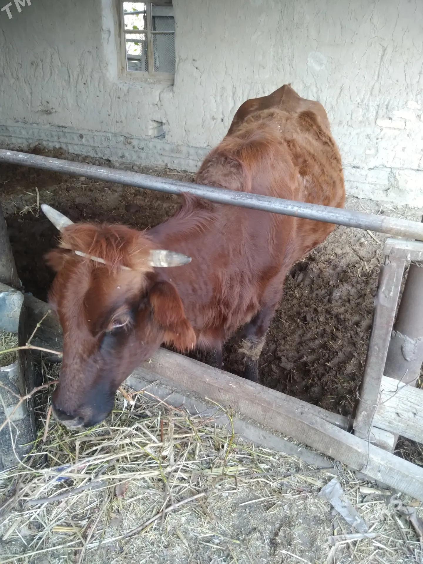 Gysyr sygyr. - Фарап - img 2