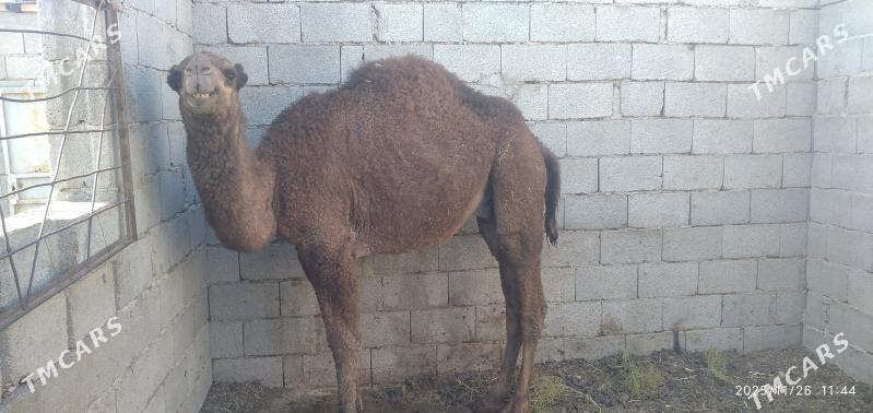 beyik bakylan ogsuk - Гызыларбат - img 3