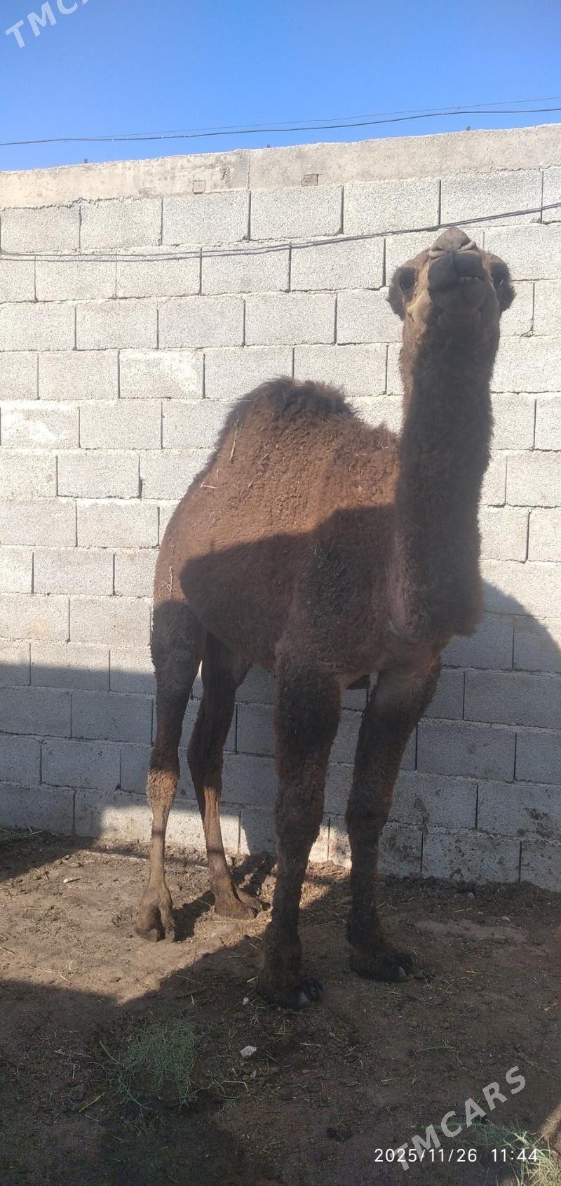 beyik bakylan ogsuk - Гызыларбат - img 2