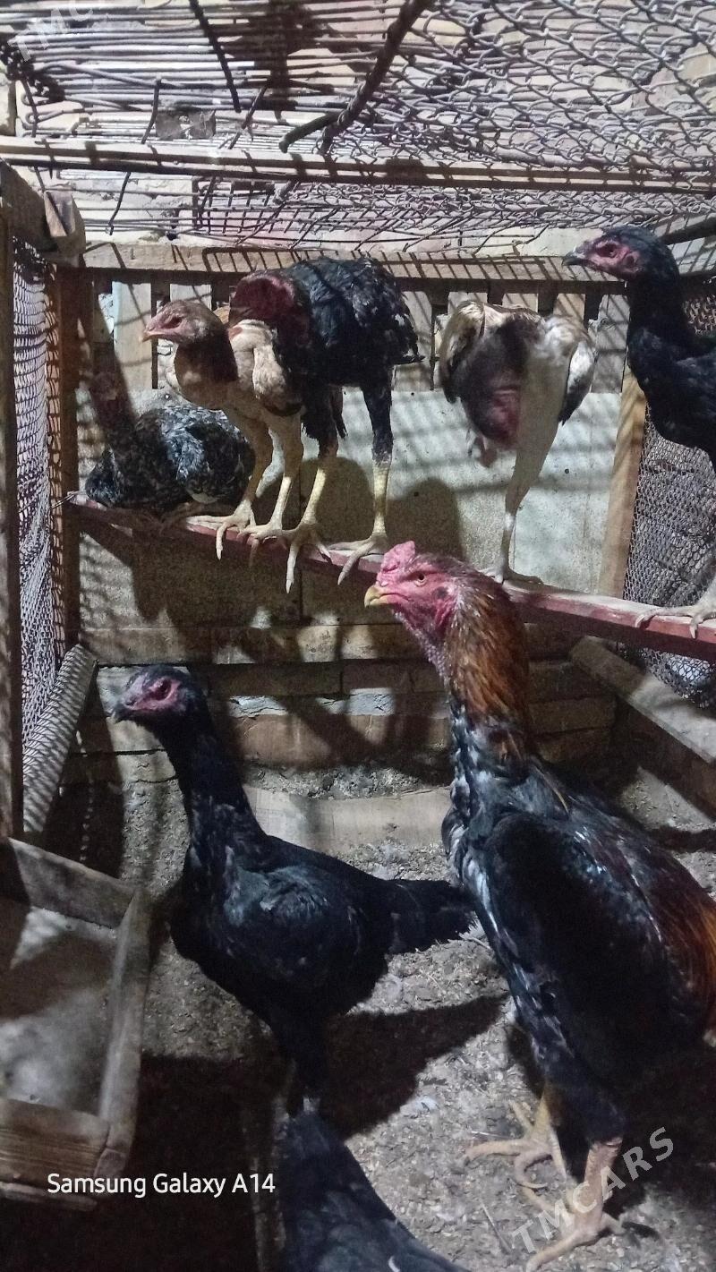 Meki jujeler - Türkmenabat - img 2