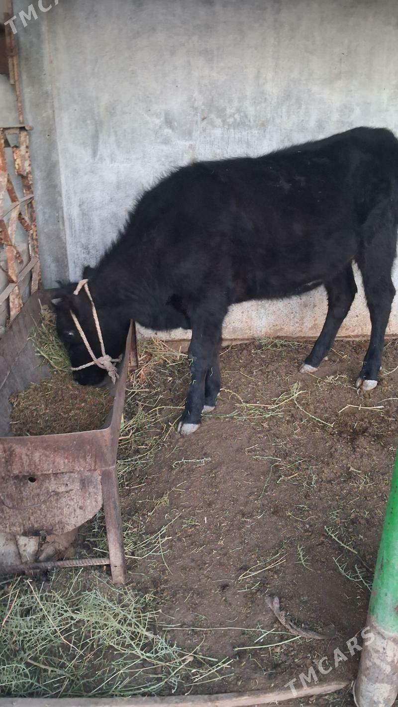 semiz gacar - Jebel - img 2