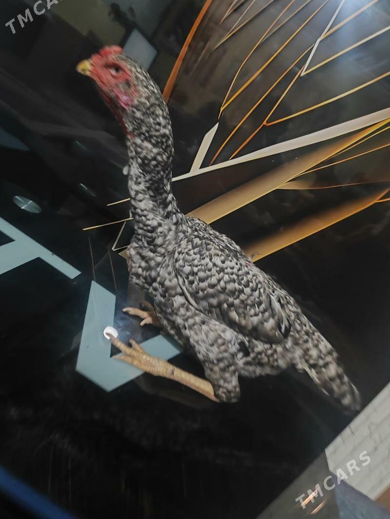 О Шамо - Türkmenabat - img 4