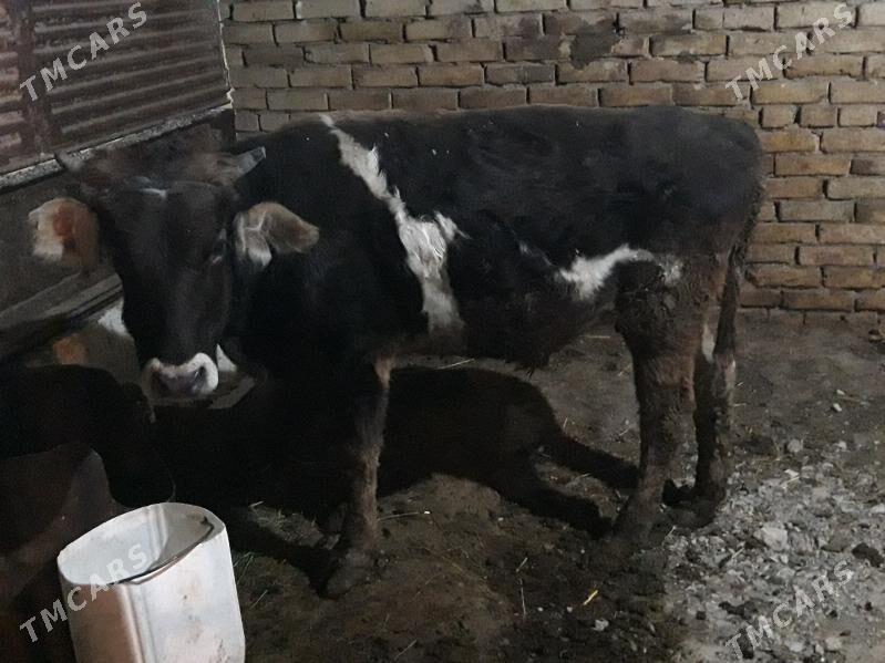 okuz iki sany - Гызыларбат - img 2