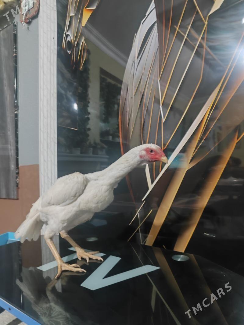 О Шамо - Türkmenabat - img 9