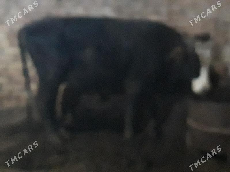 okuz iki sany - Гызыларбат - img 3