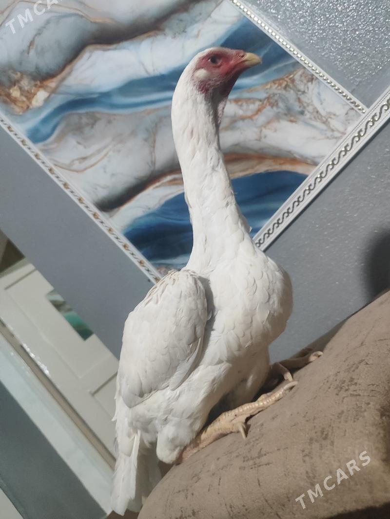 О Шамо - Türkmenabat - img 5