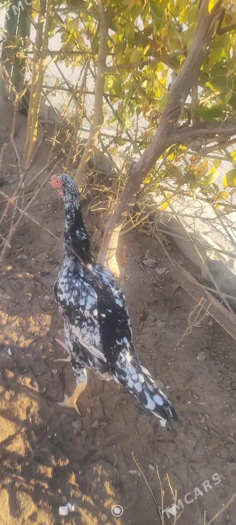 О Шамо - Türkmenabat - img 2