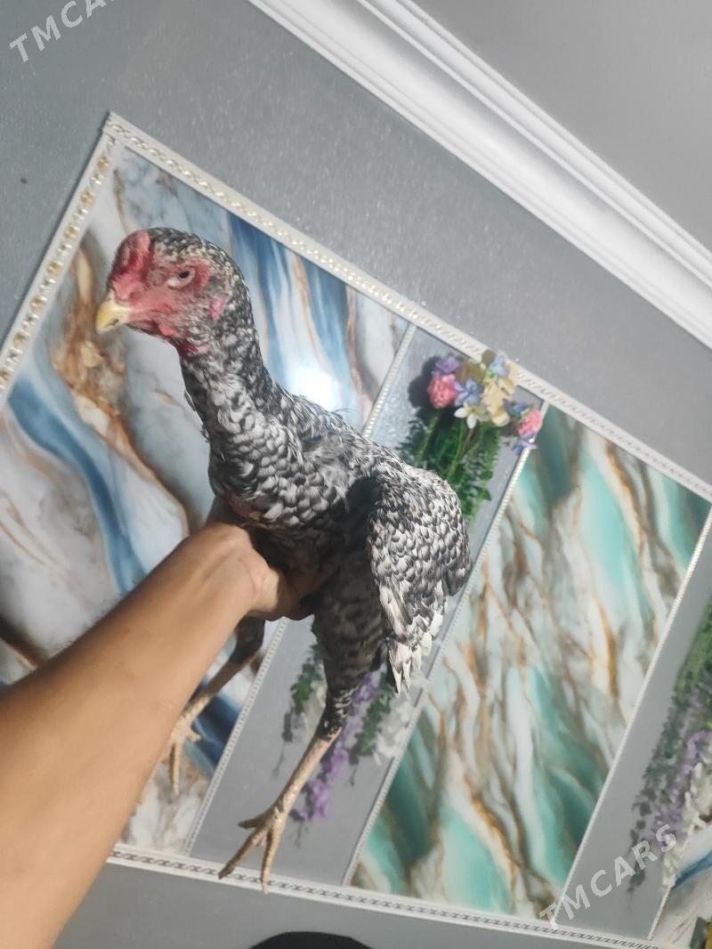 О Шамо - Türkmenabat - img 3