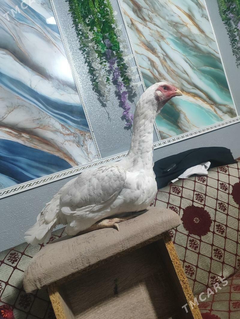 О Шамо - Türkmenabat - img 8