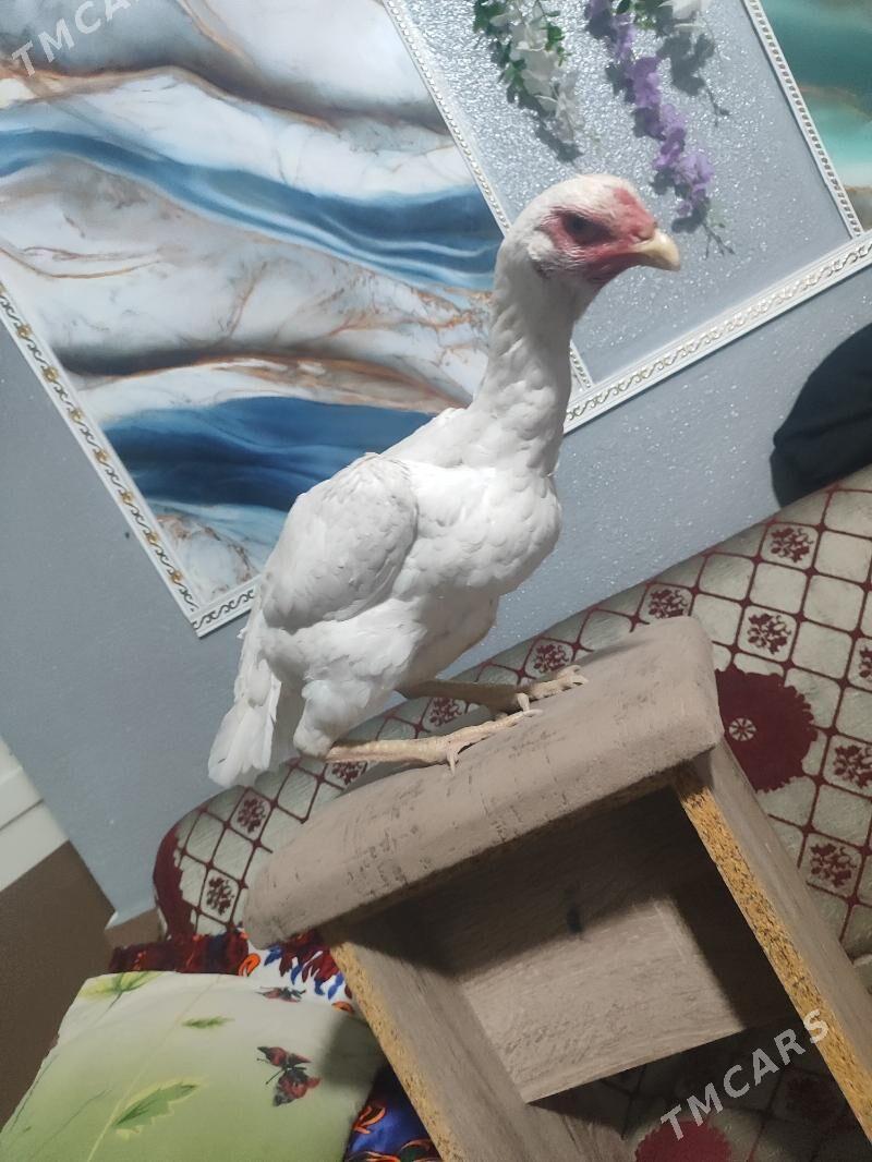 О Шамо - Türkmenabat - img 7