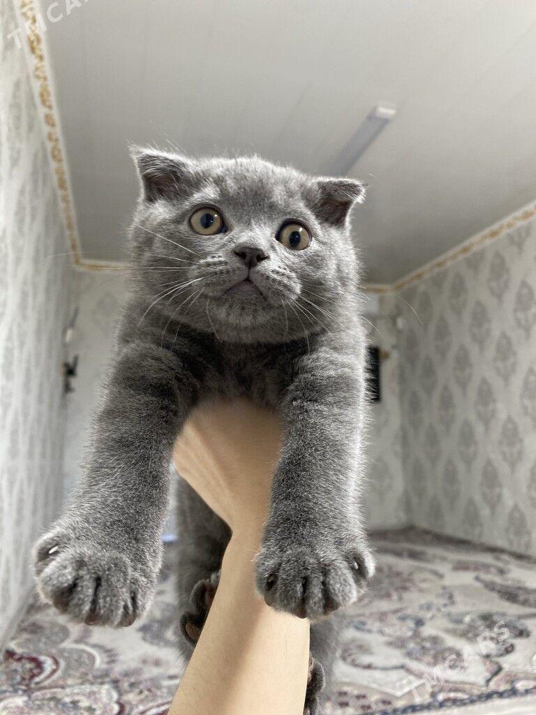 шотланский пишик satlanskiy - Дашогуз - img 2