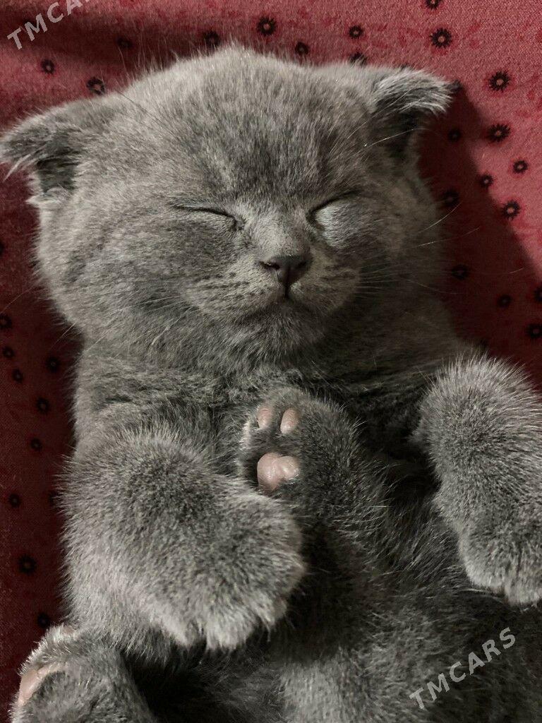 шотланский пишик satlanskiy - Дашогуз - img 4