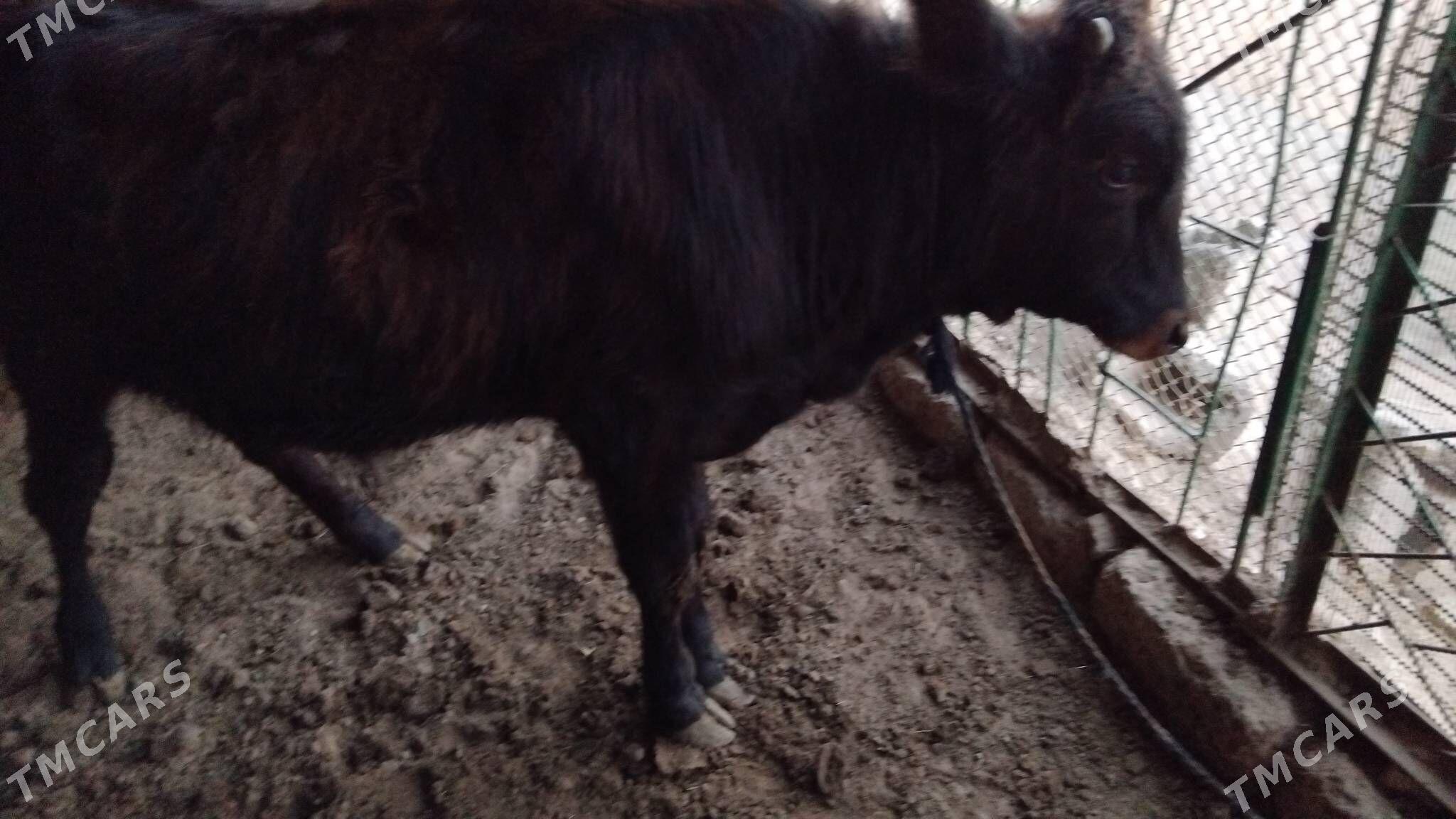 OƘÜZ ŞWES TOHIM MAL - Ашхабад - img 4