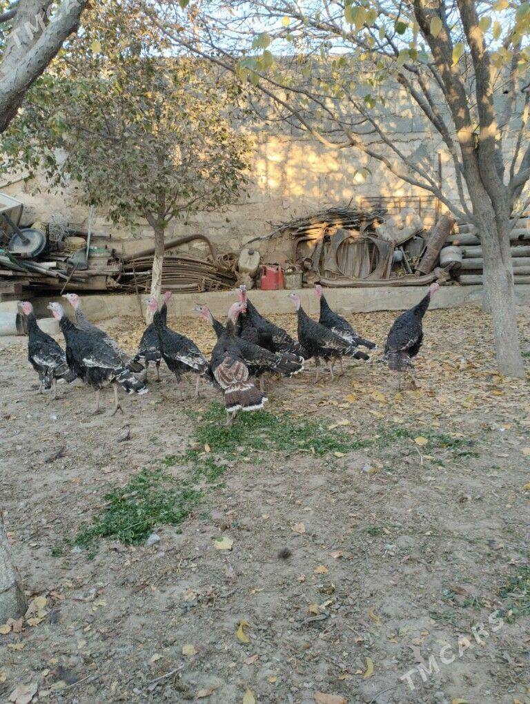 induk - Гызыларбат - img 4