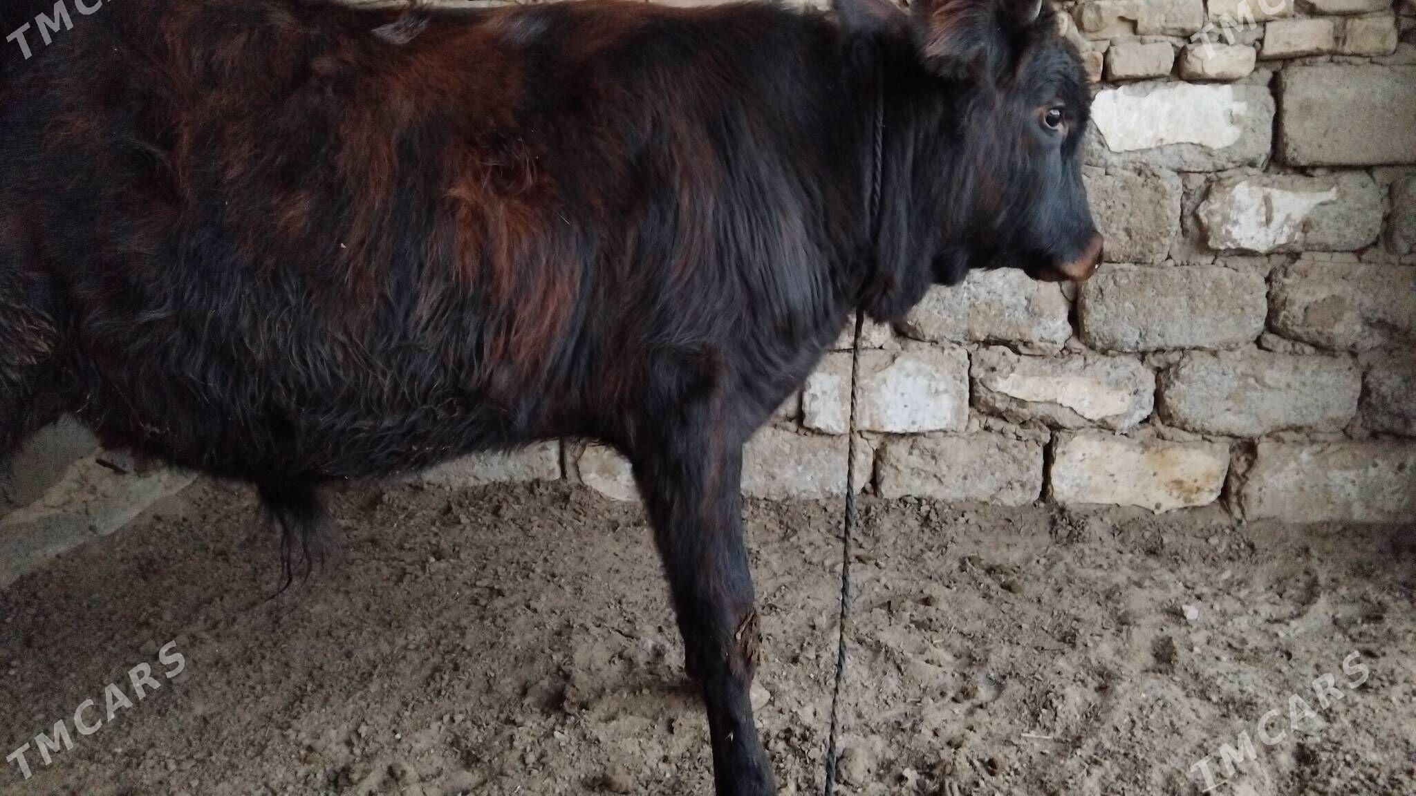 OƘÜZ ŞWES TOHIM MAL - Ашхабад - img 2