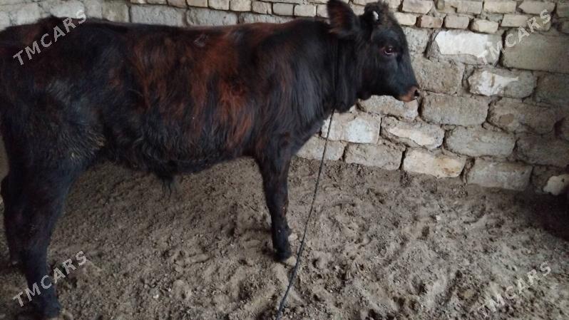 OƘÜZ ŞWES TOHIM MAL - Ашхабад - img 3