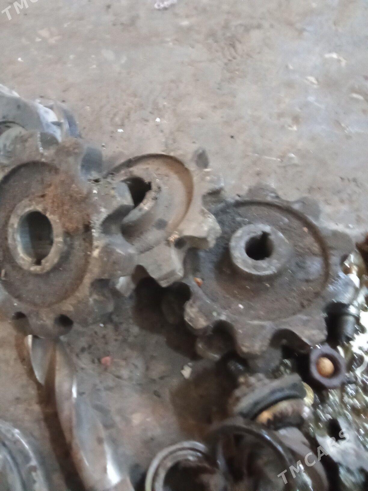 sesdyrna - Ýaşlyk - img 2