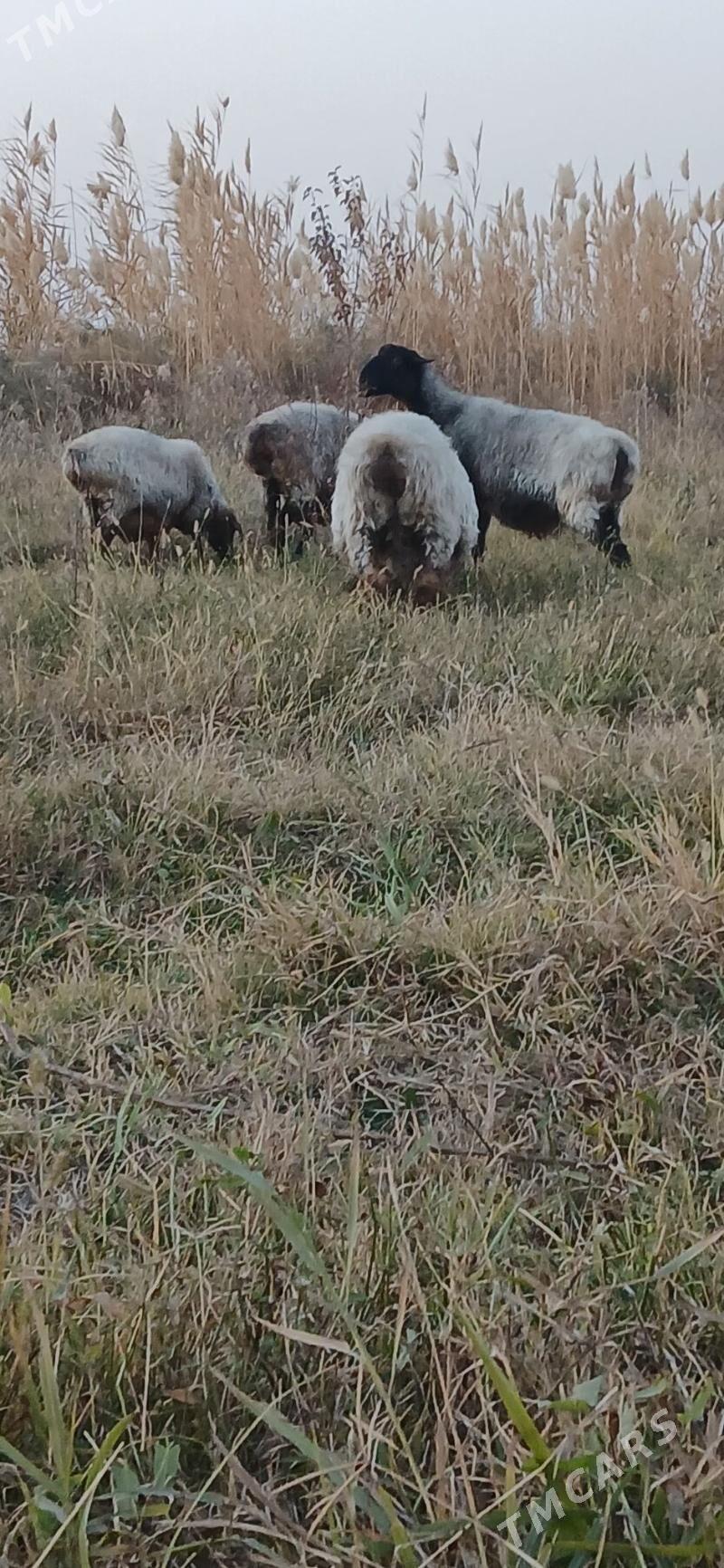 goyun - Gökdepe - img 3