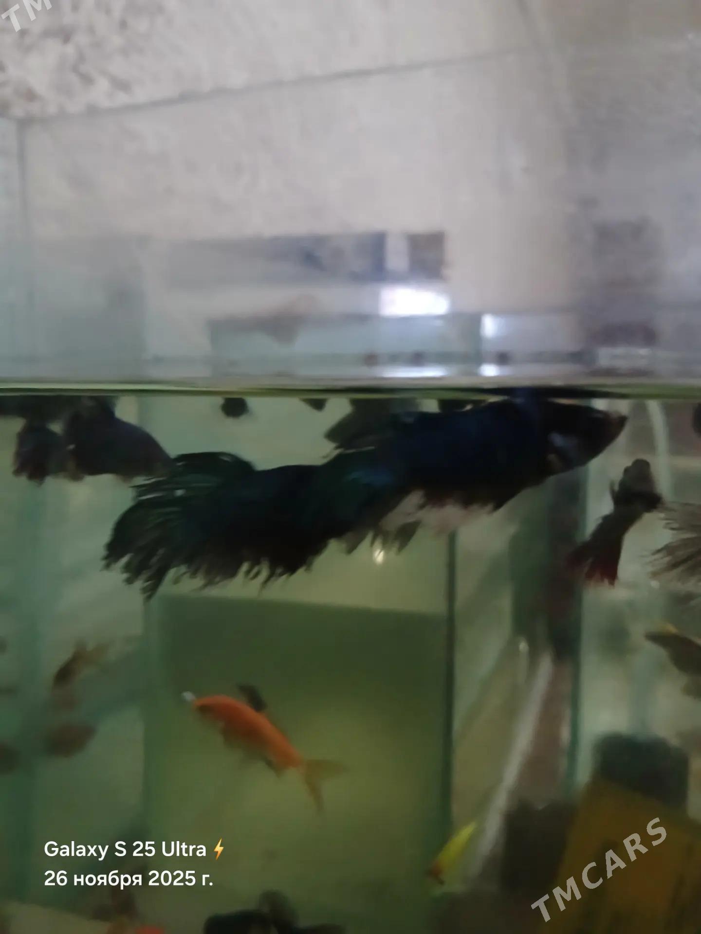 БАРБОСЫ И ПЕТУШКИ - Дашогуз - img 8