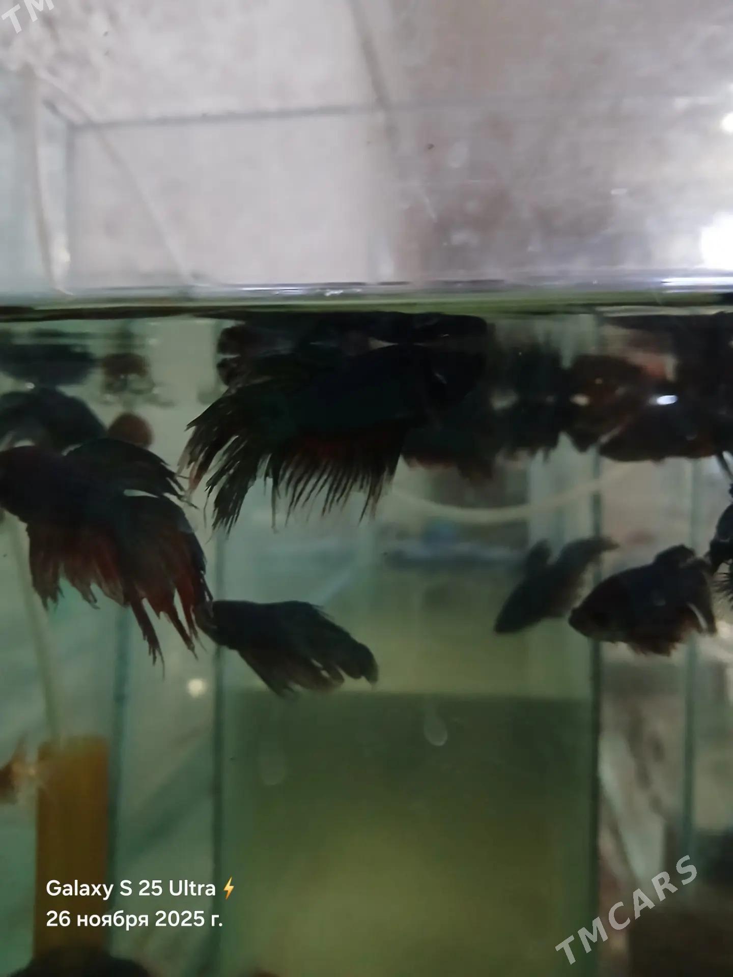 БАРБОСЫ И ПЕТУШКИ - Дашогуз - img 9