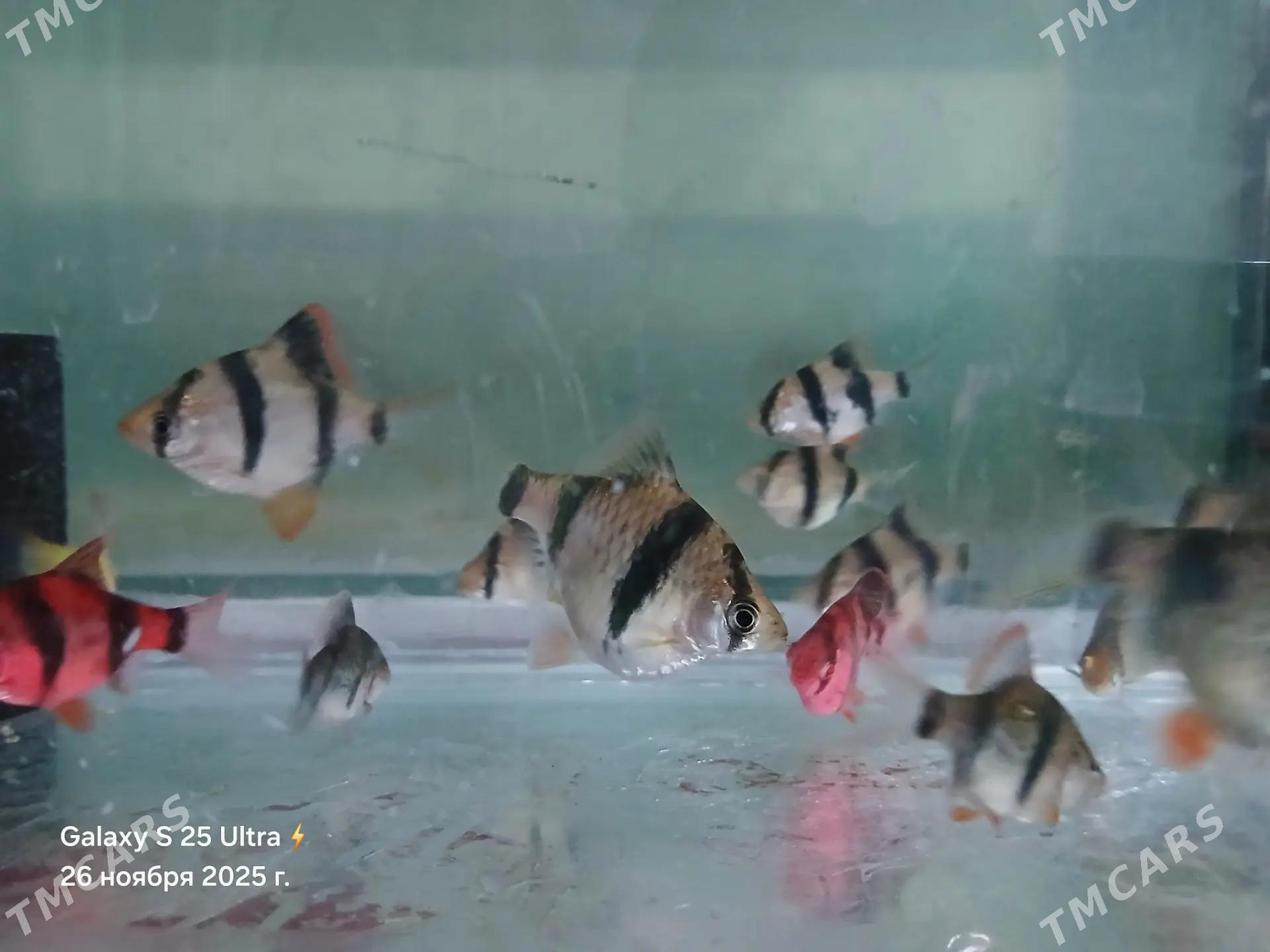 БАРБОСЫ И ПЕТУШКИ - Дашогуз - img 6