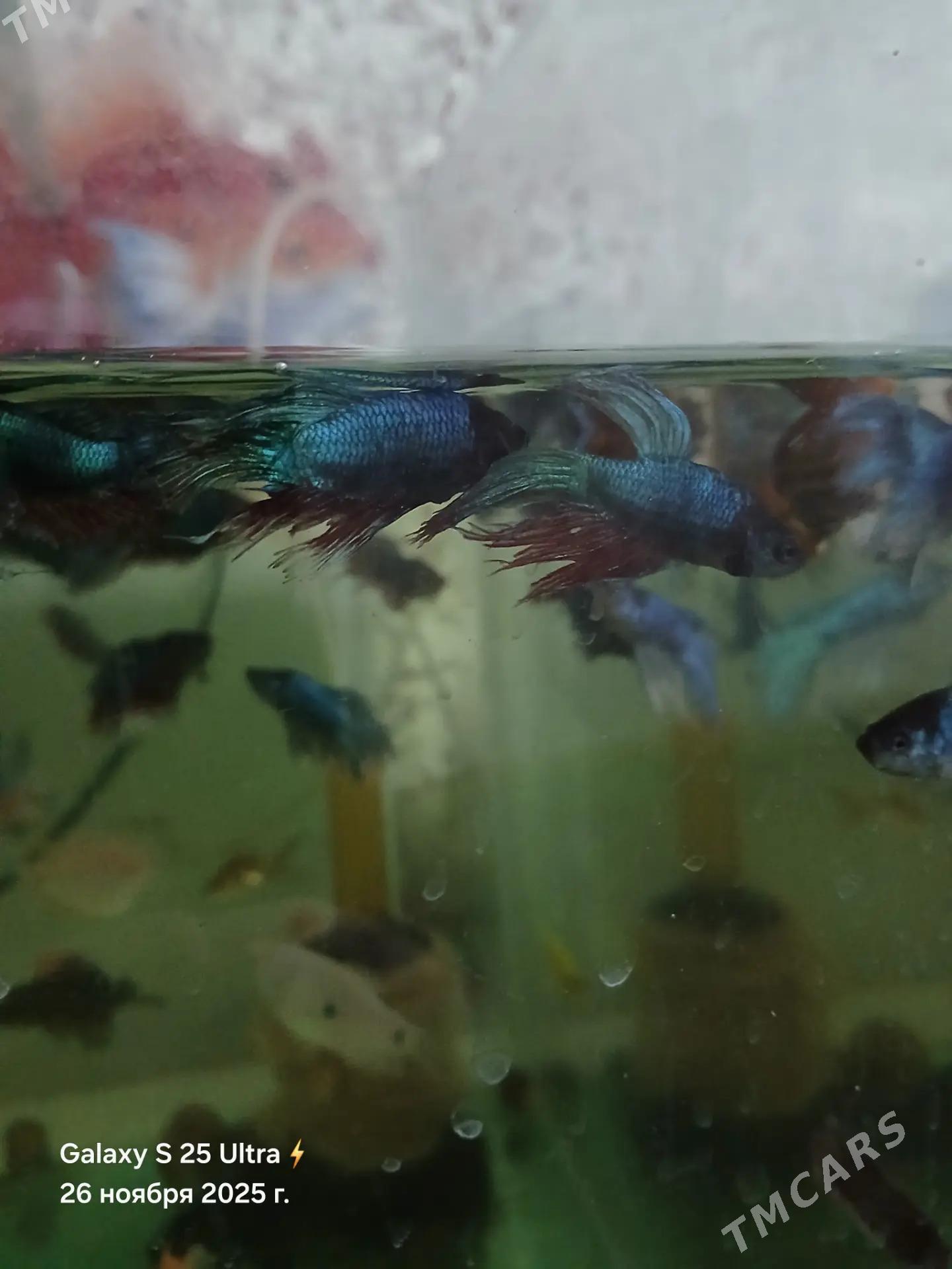 БАРБОСЫ И ПЕТУШКИ - Дашогуз - img 2