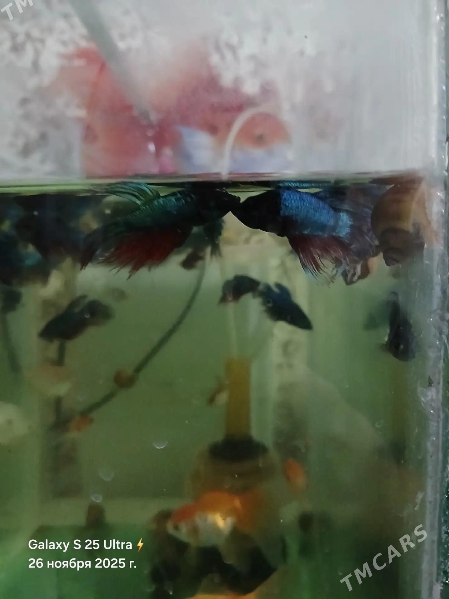 БАРБОСЫ И ПЕТУШКИ - Дашогуз - img 3