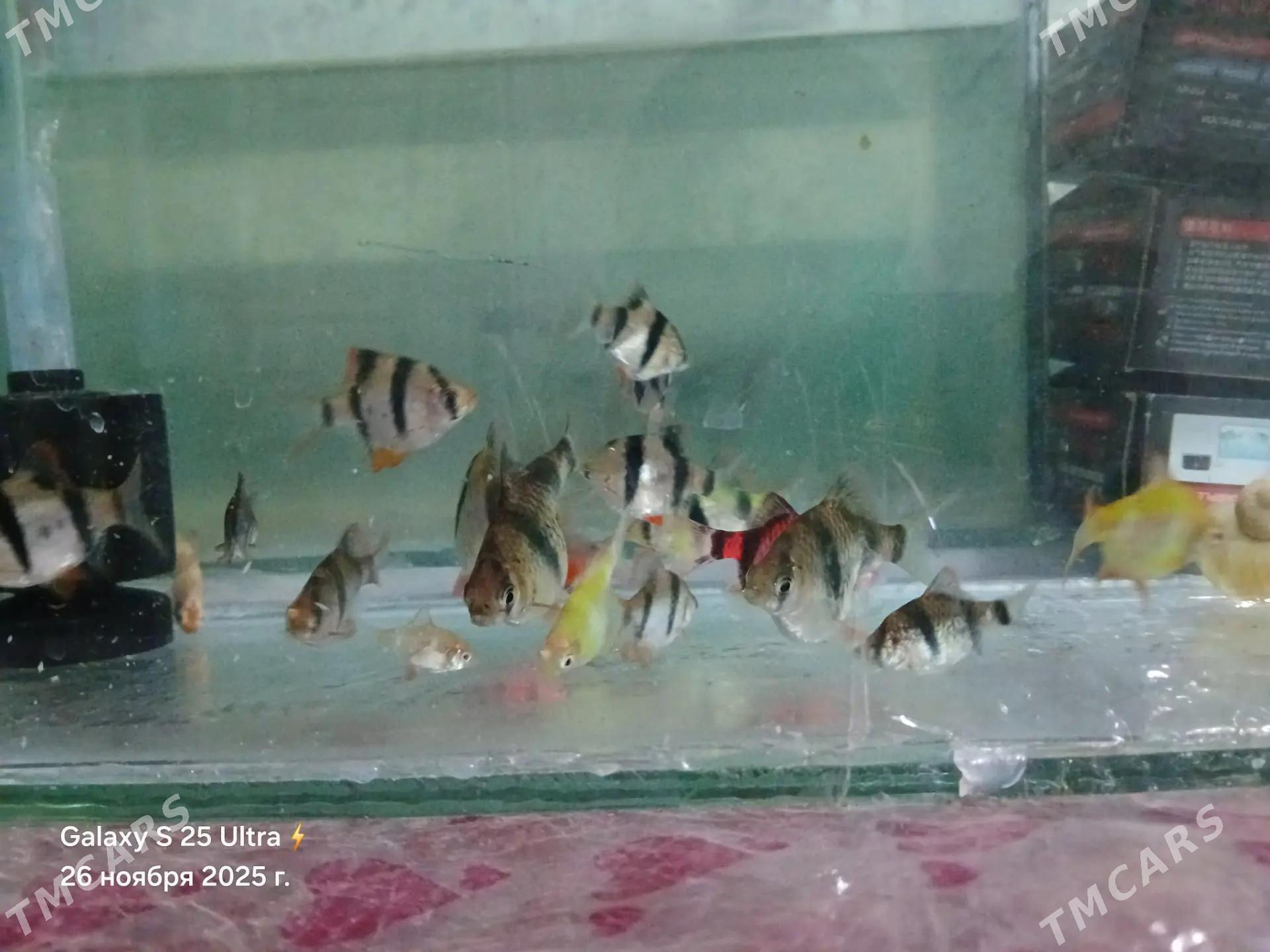 БАРБОСЫ И ПЕТУШКИ - Дашогуз - img 7