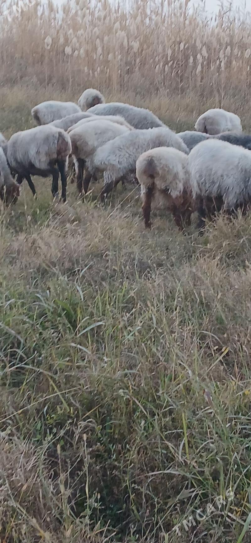 goyun - Gökdepe - img 4