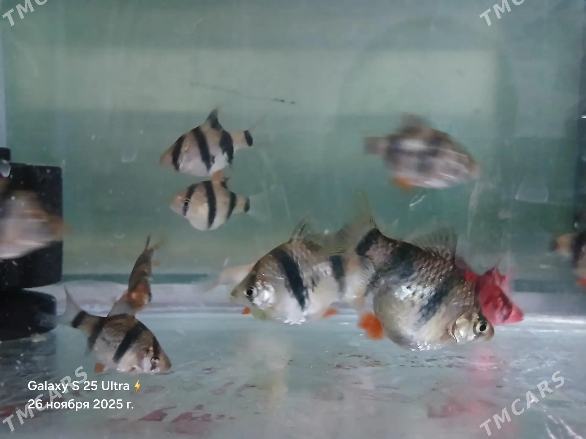 БАРБОСЫ И ПЕТУШКИ - Дашогуз - img 5