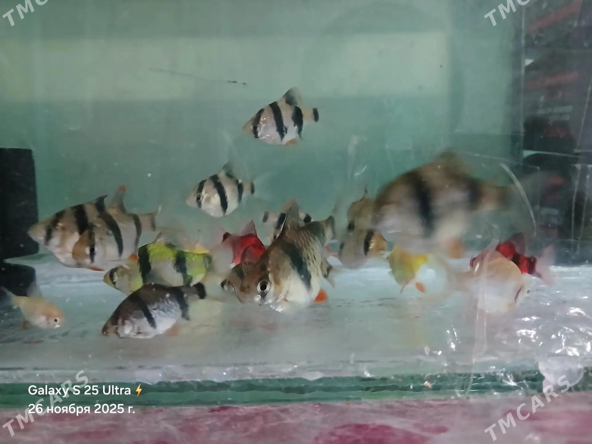 БАРБОСЫ И ПЕТУШКИ - Дашогуз - img 4