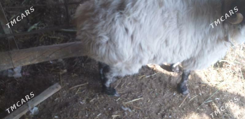 goç - Dänew - img 2