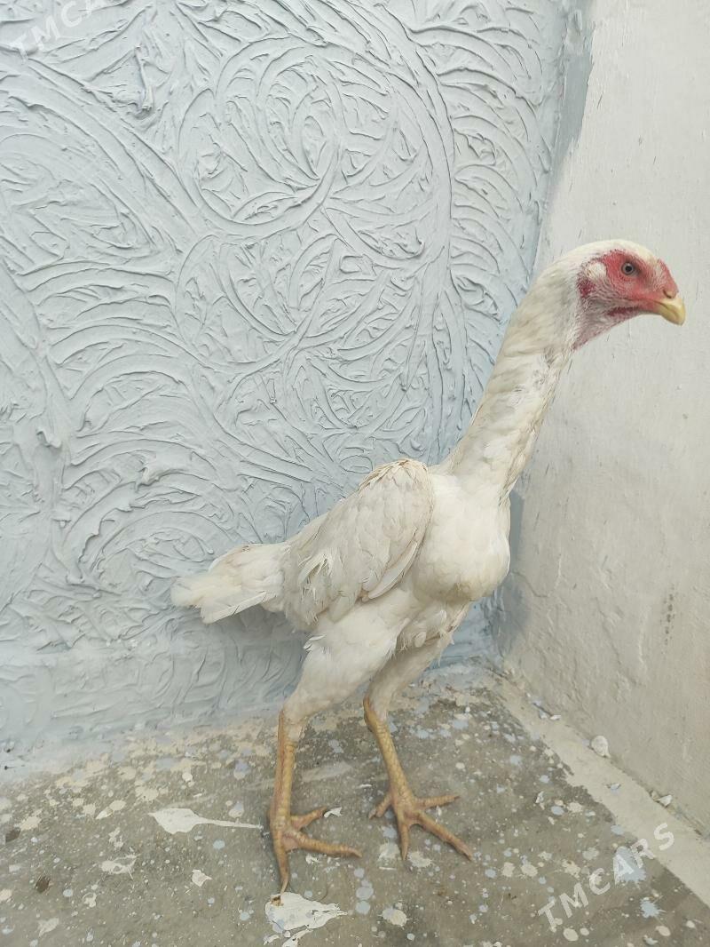 О шамо - Türkmenabat - img 3