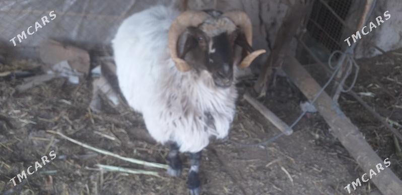 goç - Dänew - img 3