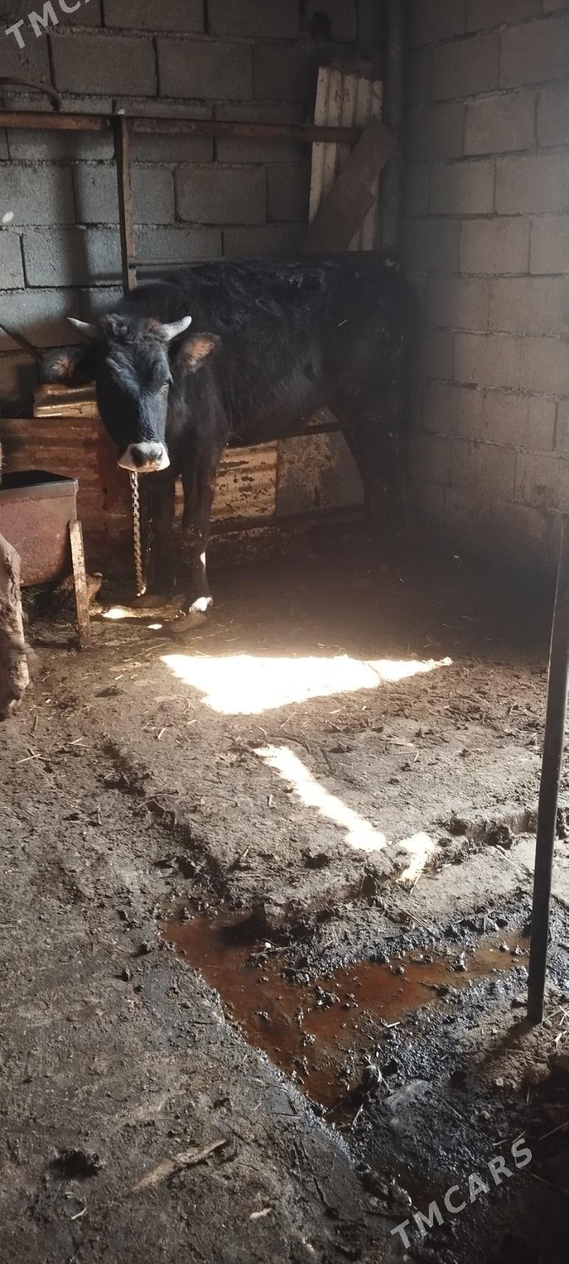 baklgy tuve - Aşgabat - img 2