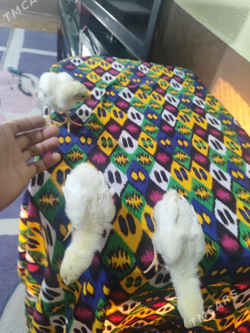 О шамо - Türkmenabat - img 6