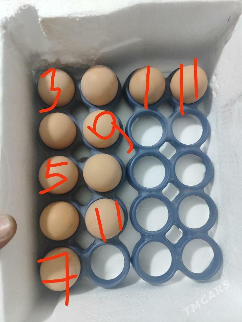 О шамо - Türkmenabat - img 7