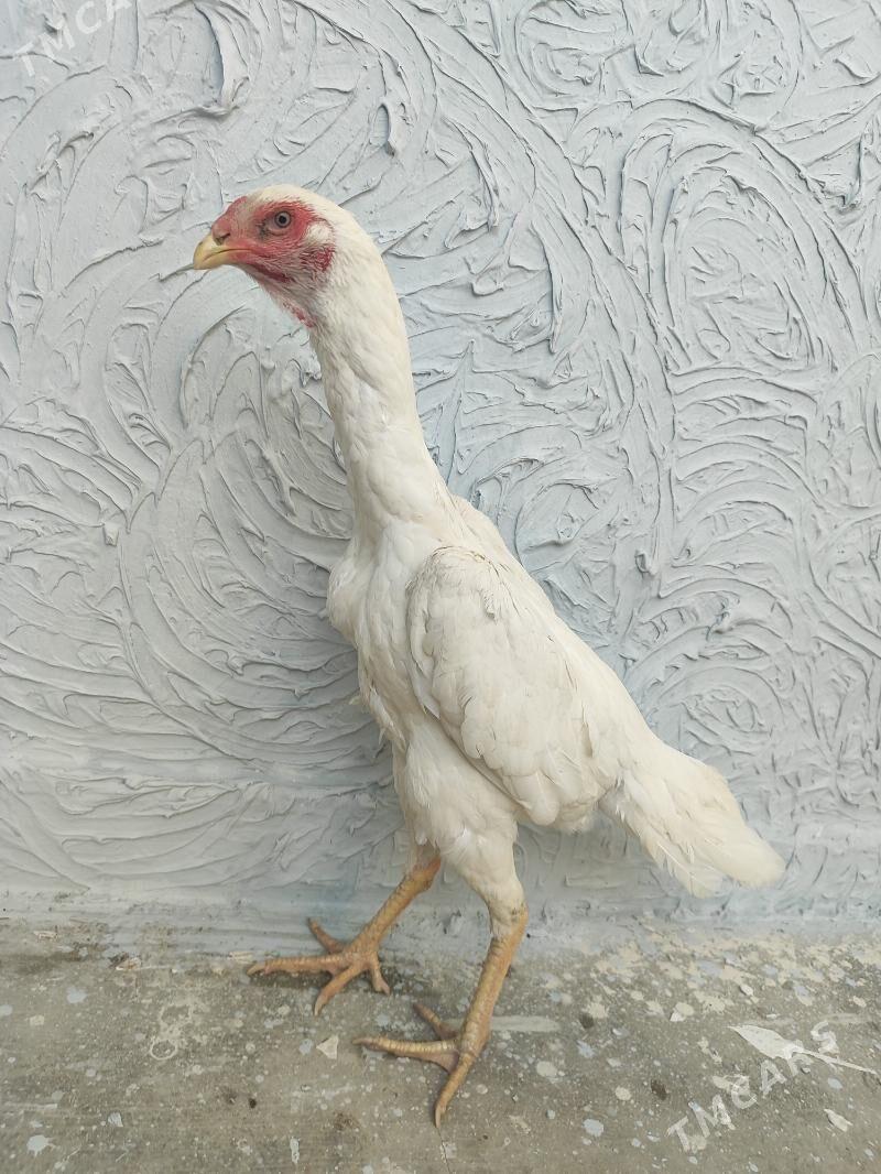 О шамо - Türkmenabat - img 2