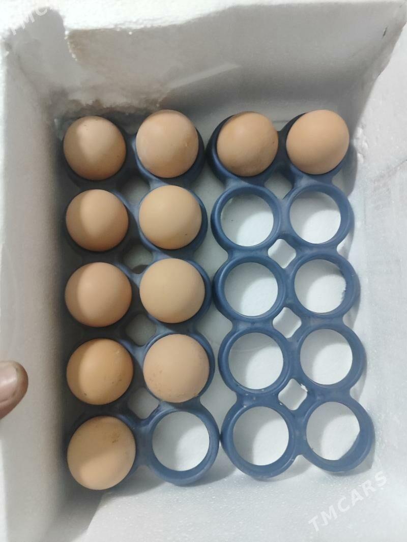 О шамо - Türkmenabat - img 1