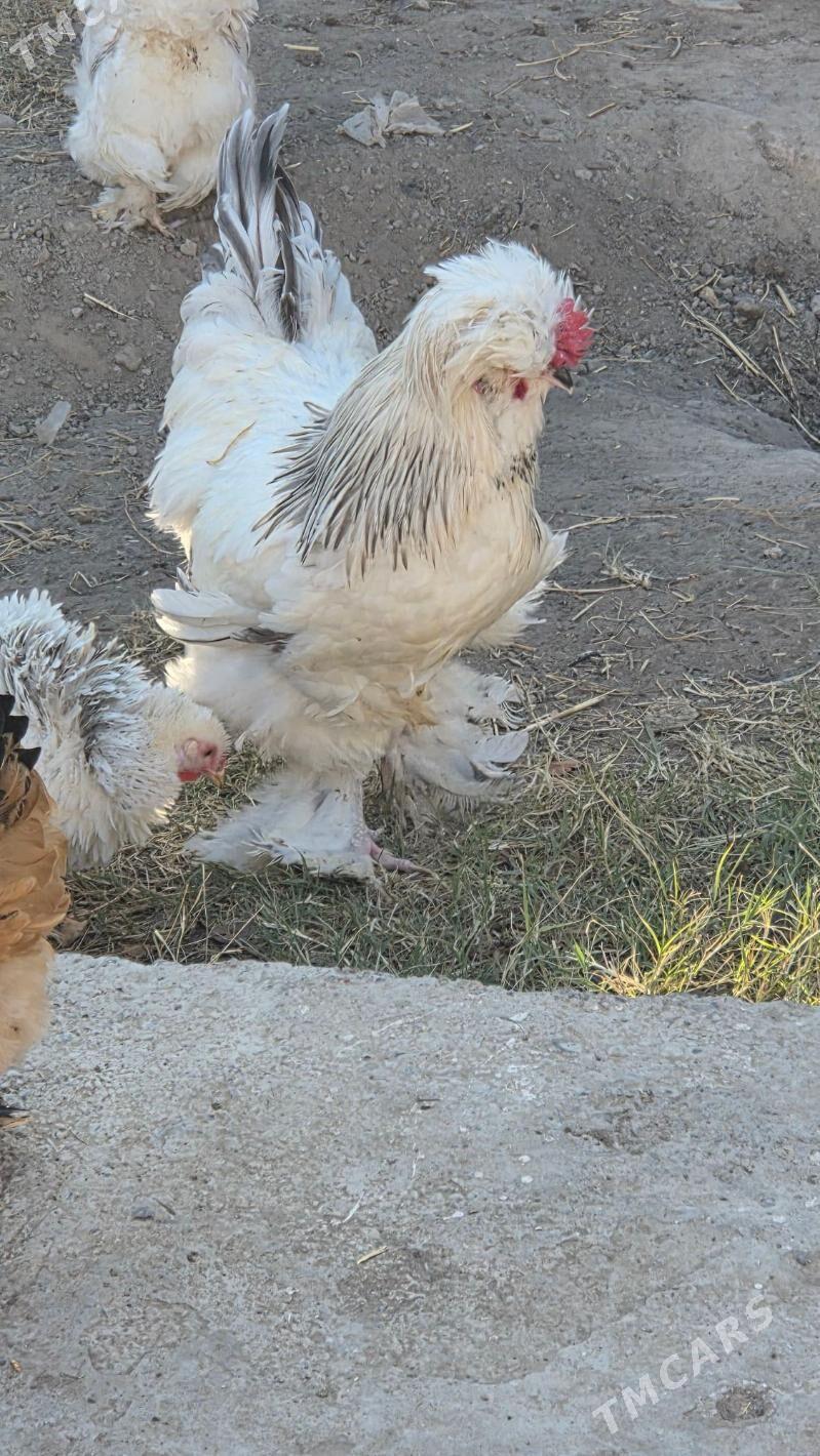 Towuk Horoz - Мары - img 1