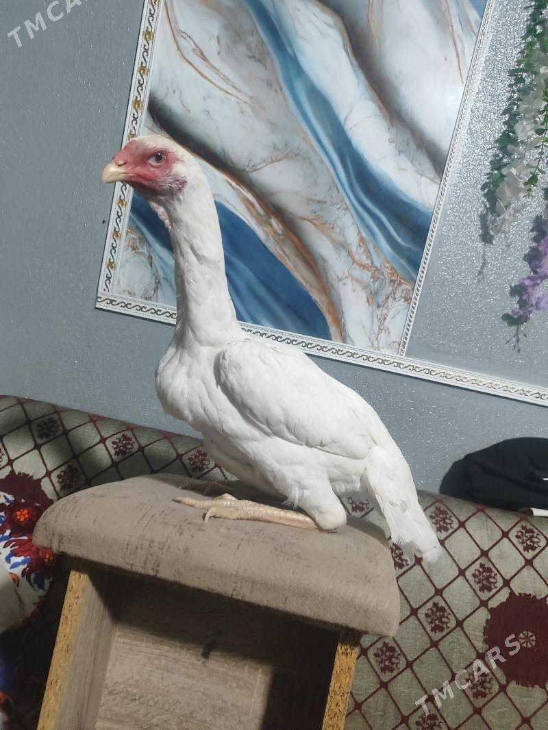 О шамо - Türkmenabat - img 10