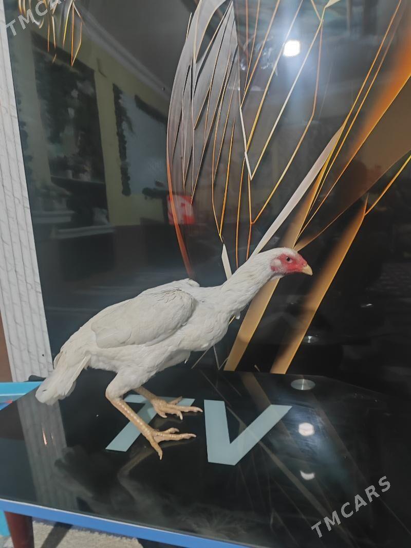 О шамо - Türkmenabat - img 9