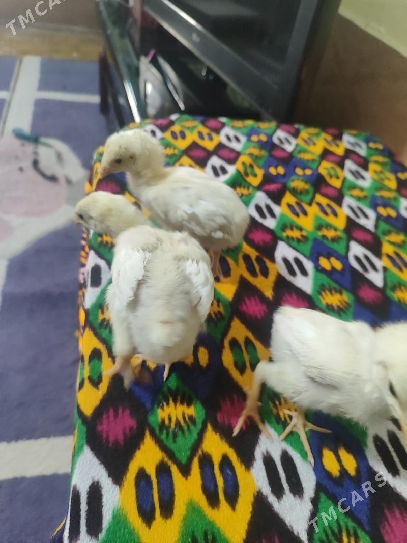 О шамо - Türkmenabat - img 4