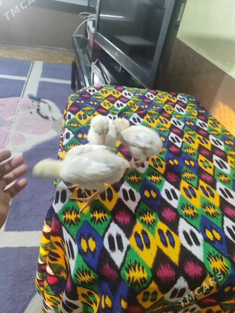 О шамо - Türkmenabat - img 5