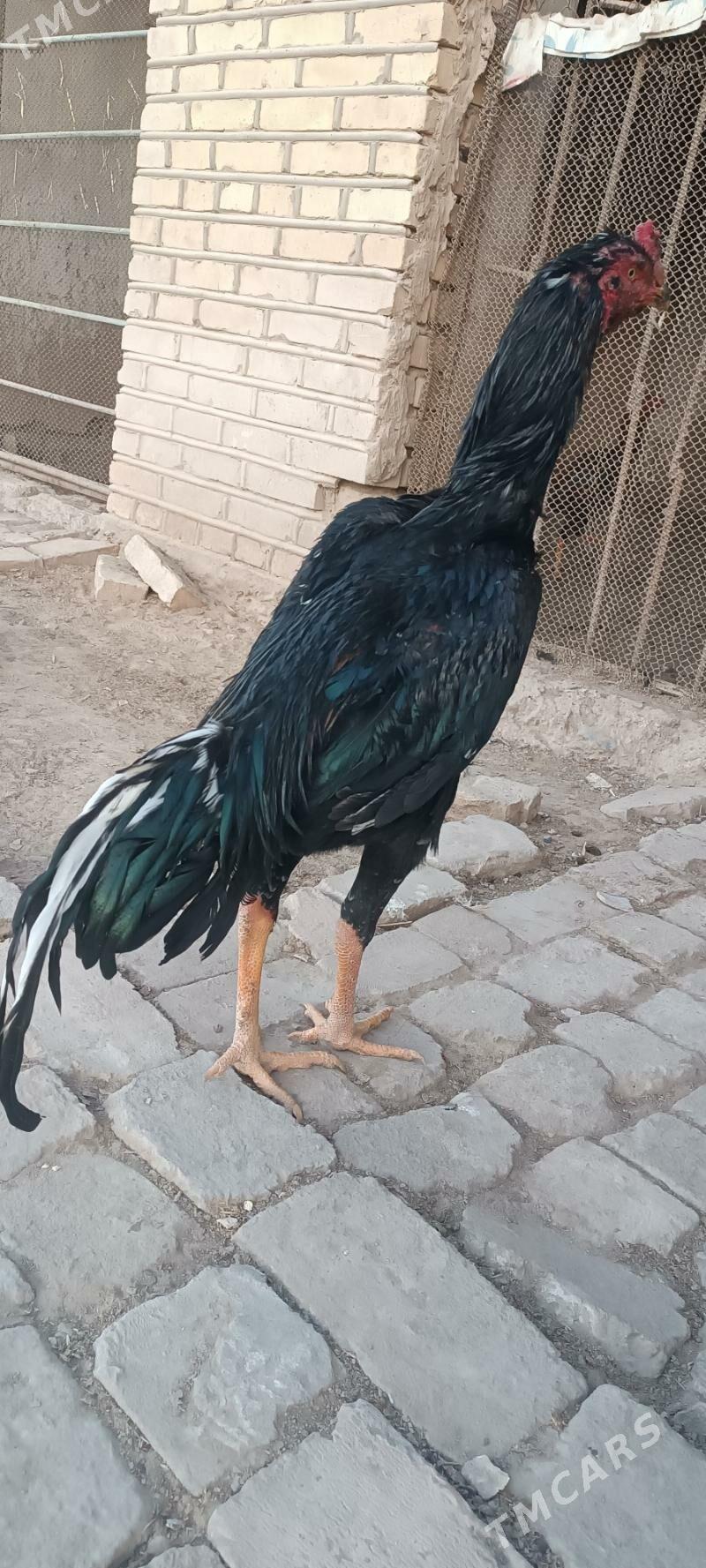 Paroda - Mary - img 1