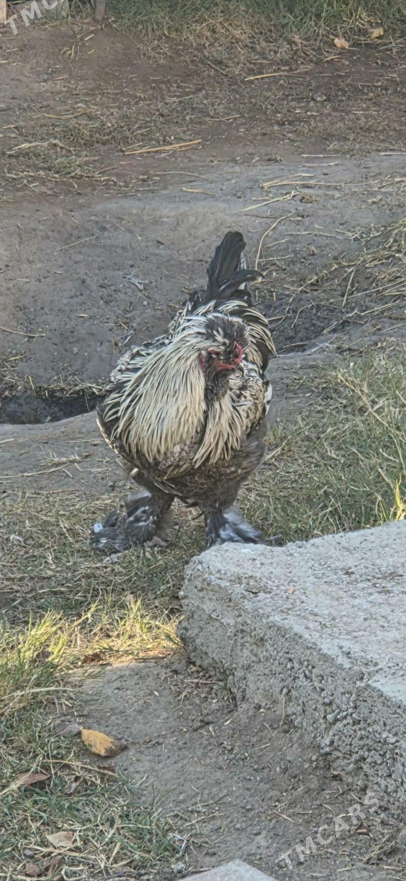 Towuk Horoz - Мары - img 4