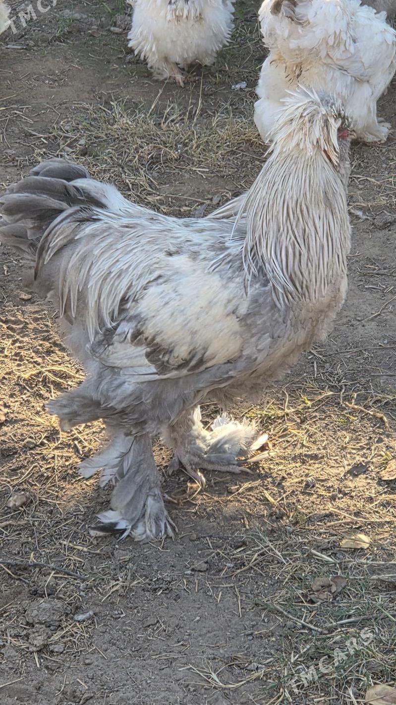 Towuk Horoz - Мары - img 8